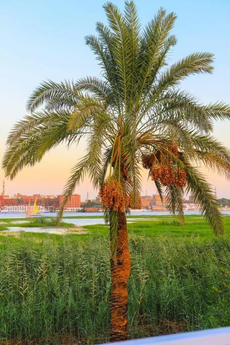 Royal Nile Villa - Nile View Apartment 1 Луксор Екстер'єр фото